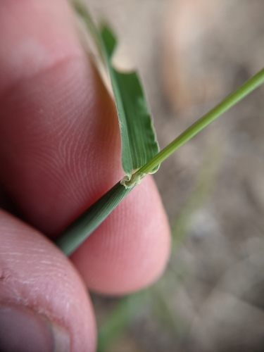 Image of Digitaria bicornis by (c) Cleveland Powell, some rights reserved (CC BY)