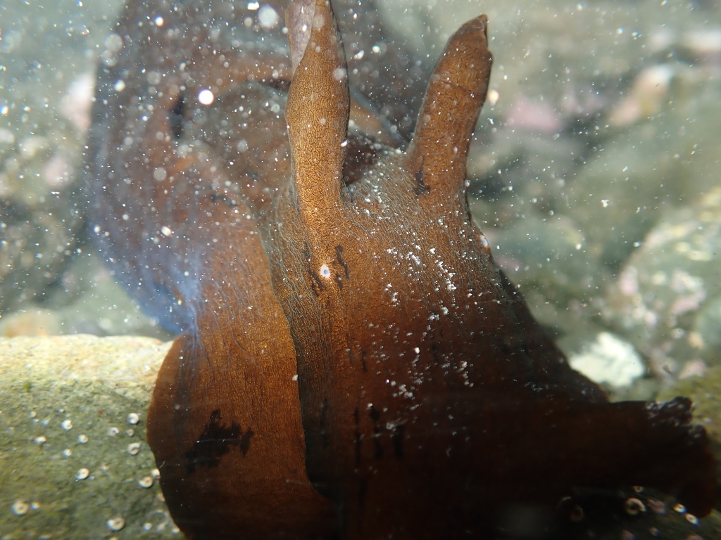 Sucker-foot Sea Hare
