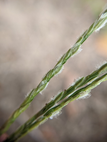 Image of Asian Crabgrass (Digitaria bicornis) by (c) Cleveland Powell, some rights reserved (CC BY)