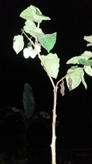 Solanum betaceum