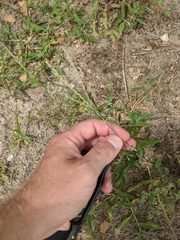 Digitaria bicornis