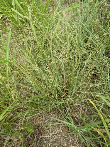 Image of tumble lovegrass by (c) Cleveland Powell, some rights reserved (CC BY)