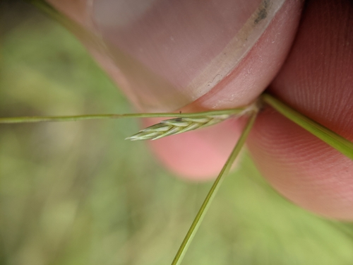 Image of tumble lovegrass by (c) Cleveland Powell, some rights reserved (CC BY)