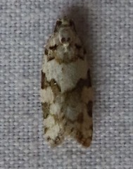 Argyrotaenia provana