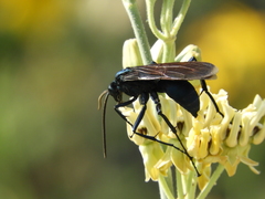 Pepsis mexicana