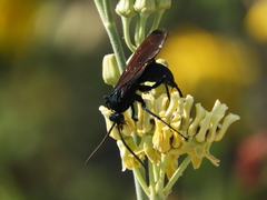 Pepsis mexicana