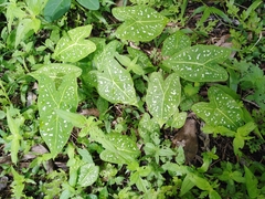 Caladium bicolor