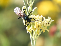 Pepsis mexicana
