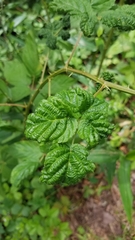 Phylloplecta tripunctata