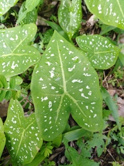 Caladium bicolor