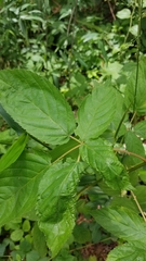 Phylloplecta tripunctata