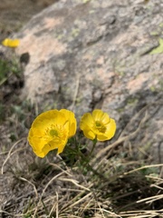 Ranunculus adoneus