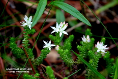 Sedum moranense