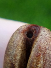 Coccotrypes dactyliperda