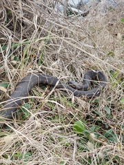 Nerodia sipedon williamengelsi