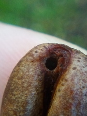 Coccotrypes dactyliperda