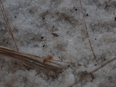 Nylanderia phantasma