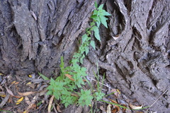 Parietaria debilis
