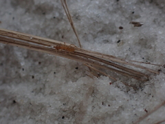 Nylanderia phantasma