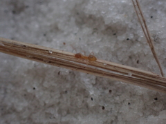 Nylanderia phantasma