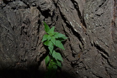 Parietaria debilis