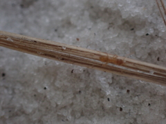 Nylanderia phantasma