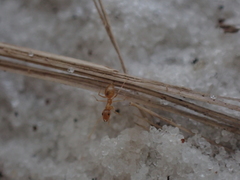 Nylanderia phantasma