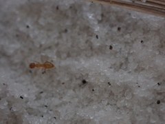 Nylanderia phantasma