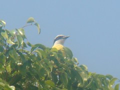 Pitangus sulphuratus