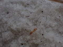 Nylanderia phantasma