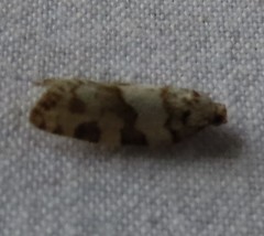Argyrotaenia provana