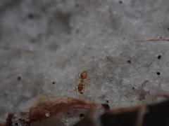 Nylanderia phantasma