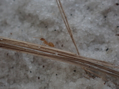 Nylanderia phantasma