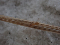 Nylanderia phantasma