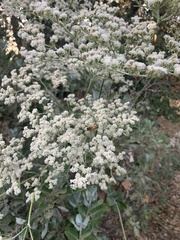 Eriogonum giganteum