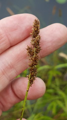 Carex diandra