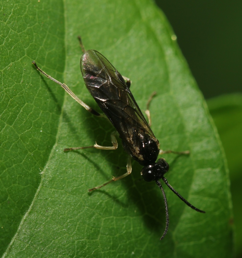 Violet Sawfly