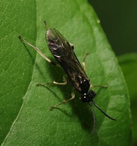 Violet Sawfly