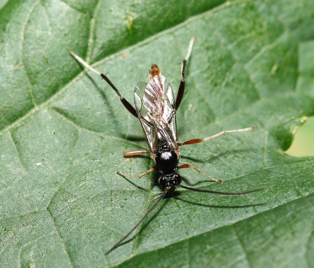 Trychosis similis