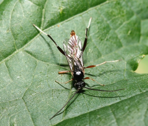 Trychosis similis