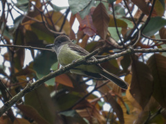 Myiarchus cephalotes