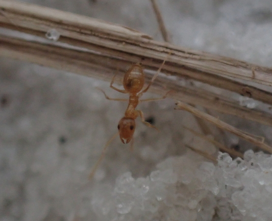 Ghostly Crazy Ant
