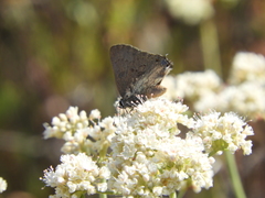 Satyrium auretorum