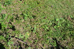 Callianthe pauciflora