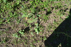 Callianthe pauciflora