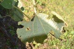 Callianthe pauciflora