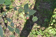 Callianthe pauciflora
