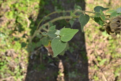 Callianthe pauciflora