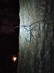 Batocera lineolata