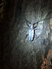 Batocera lineolata